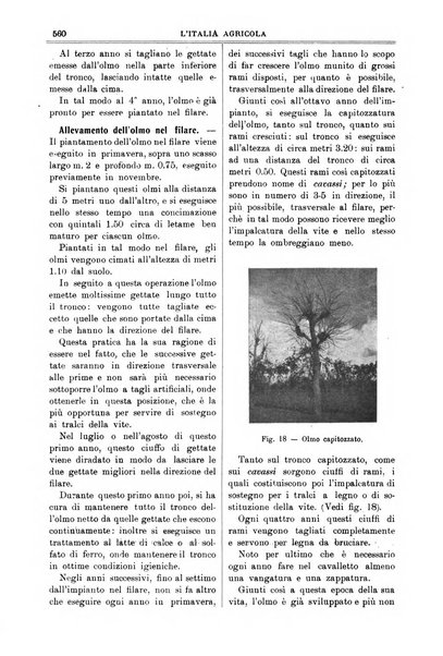 L' Italia agricola giornale di agricoltura