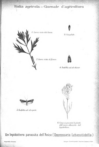 L' Italia agricola giornale di agricoltura