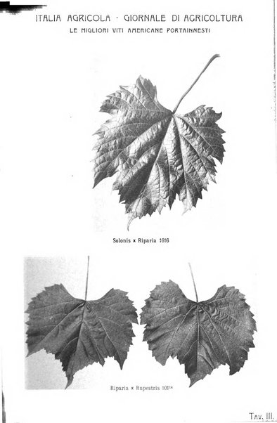 L' Italia agricola giornale di agricoltura