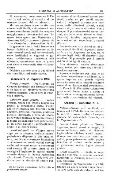 L' Italia agricola giornale di agricoltura