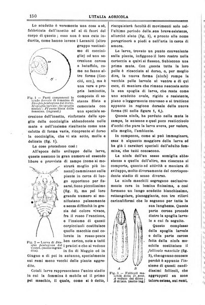 L' Italia agricola giornale di agricoltura