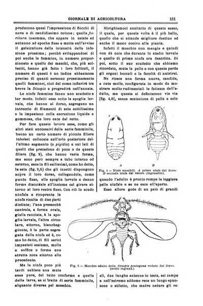 L' Italia agricola giornale di agricoltura