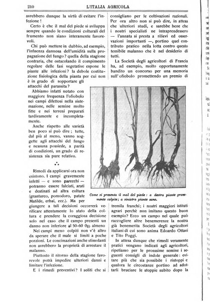 L' Italia agricola giornale di agricoltura