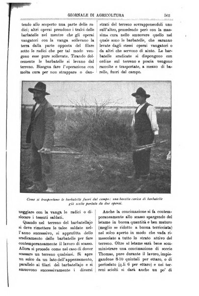 L' Italia agricola giornale di agricoltura