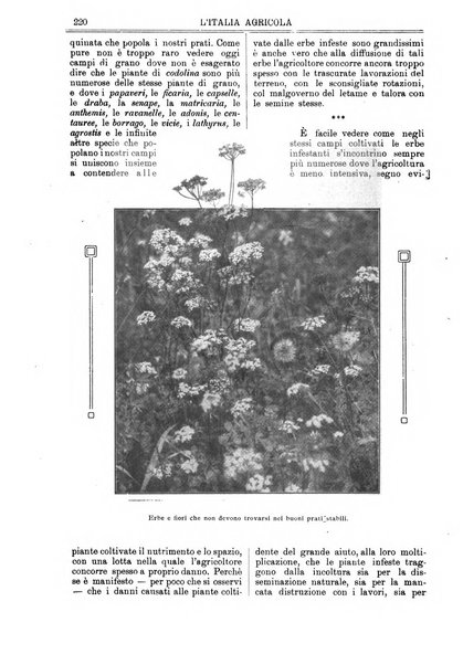 L' Italia agricola giornale di agricoltura