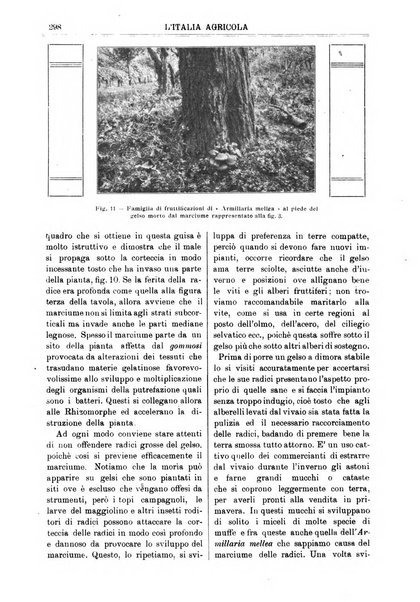 L' Italia agricola giornale di agricoltura