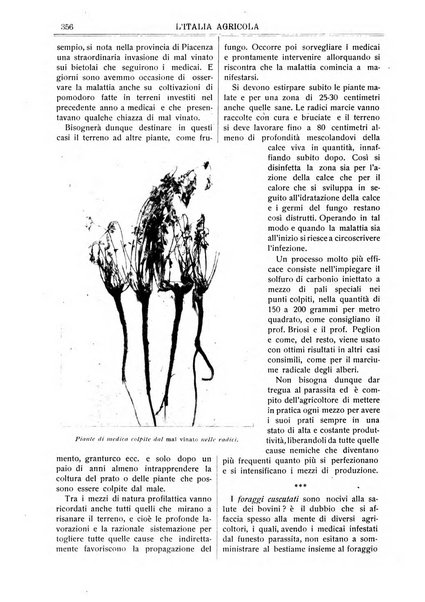 L' Italia agricola giornale di agricoltura