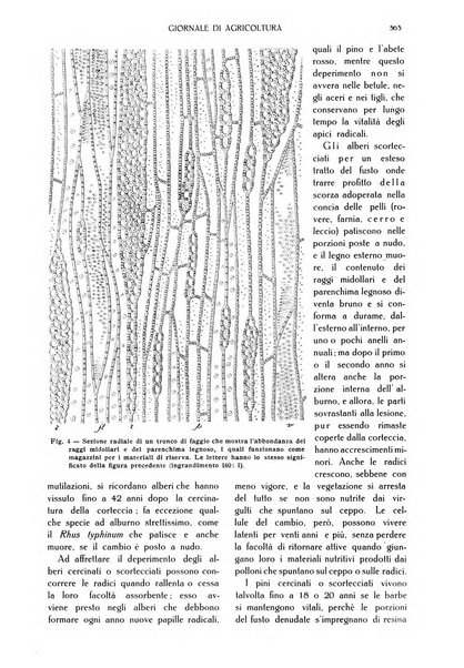 L' Italia agricola giornale di agricoltura