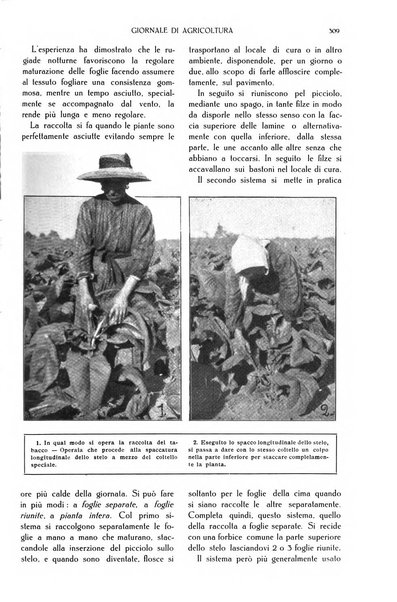 L' Italia agricola giornale di agricoltura