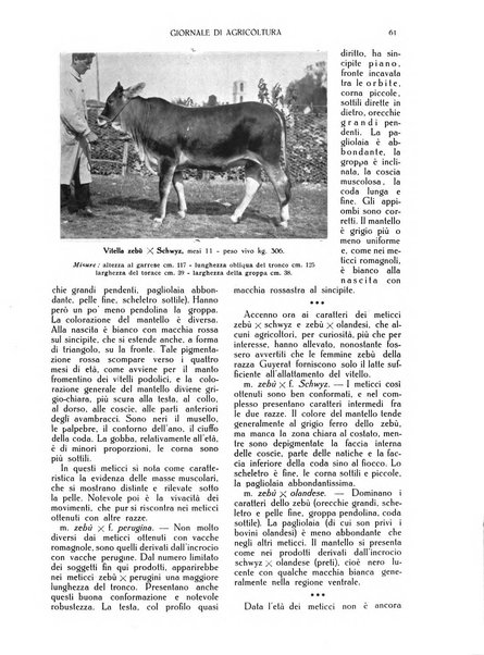 L' Italia agricola giornale di agricoltura