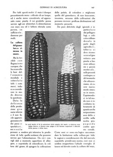 L' Italia agricola giornale di agricoltura