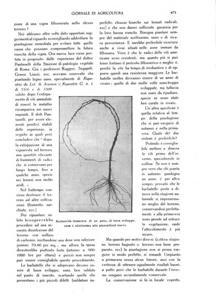 L' Italia agricola giornale di agricoltura