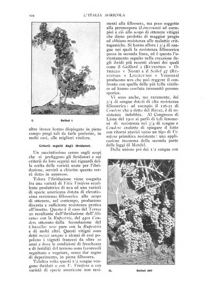 L' Italia agricola giornale di agricoltura