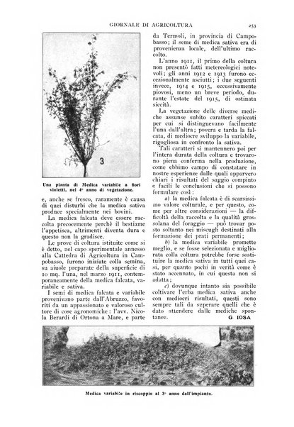 L' Italia agricola giornale di agricoltura