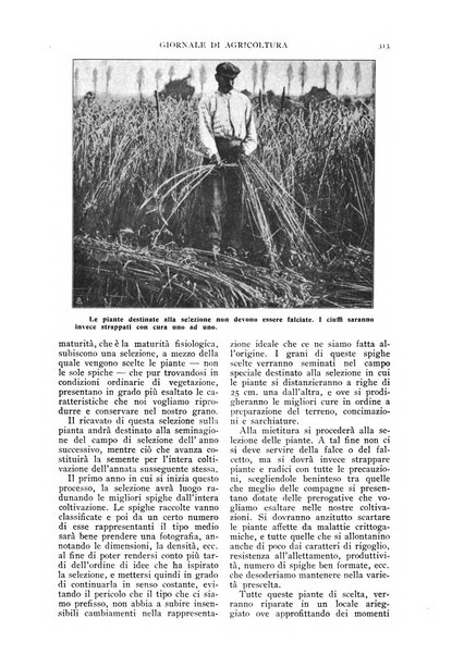 L' Italia agricola giornale di agricoltura