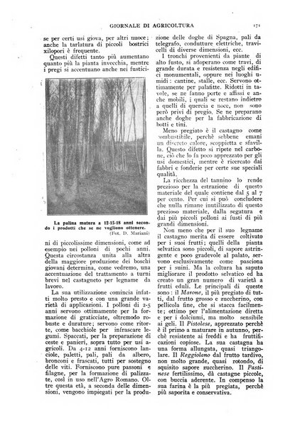 L' Italia agricola giornale di agricoltura