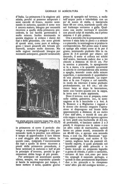 L' Italia agricola giornale di agricoltura