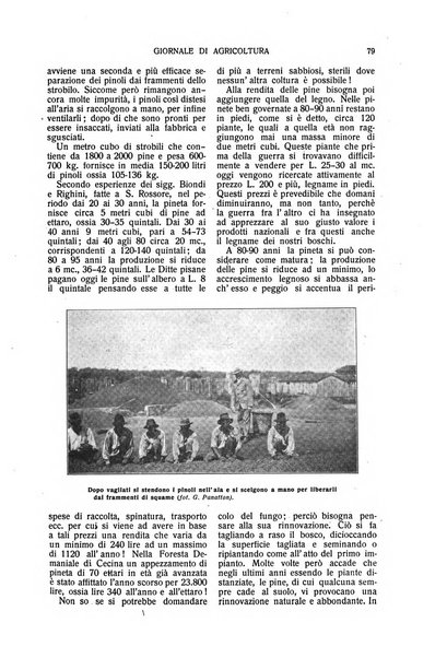 L' Italia agricola giornale di agricoltura