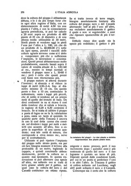 L' Italia agricola giornale di agricoltura