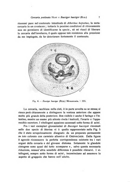 Bollettino di zoologia