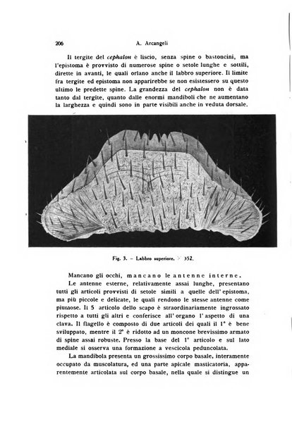 Bollettino di zoologia