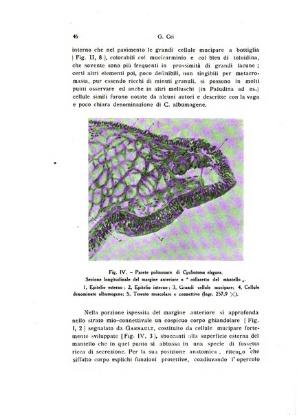 Bollettino di zoologia