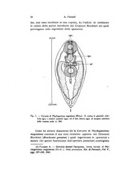 Bollettino di zoologia