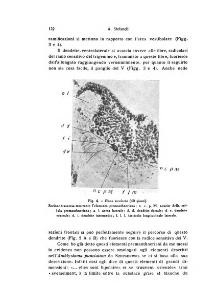 Bollettino di zoologia