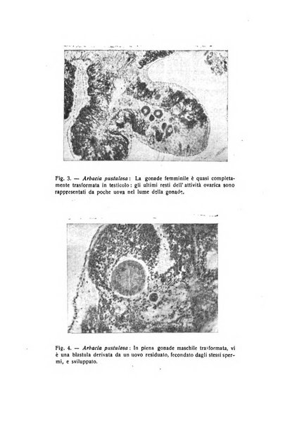 Bollettino di zoologia