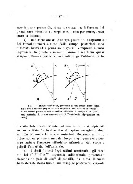 Bollettino di zoologia