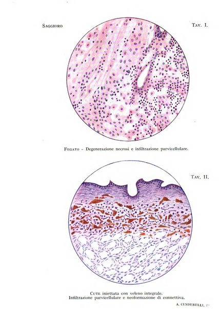 Archivi di biologia applicata alla patologia, alla clinica e all'igiene periodico bimestrale