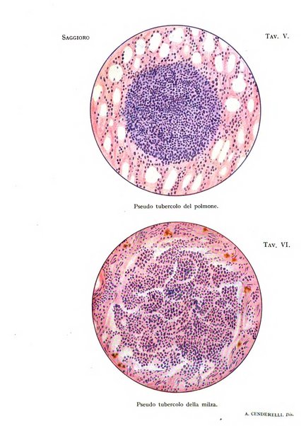 Archivi di biologia applicata alla patologia, alla clinica e all'igiene periodico bimestrale