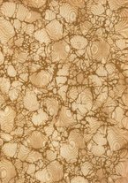 giornale/TO00215755/1921/unico/00000003