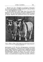 giornale/TO00216864/1938/unico/00000201