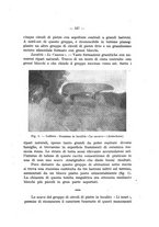 giornale/TO00219803/1941-1942/unico/00000171