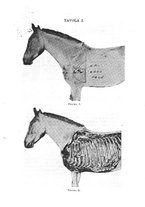 giornale/TO00306580/1911/unico/00000154