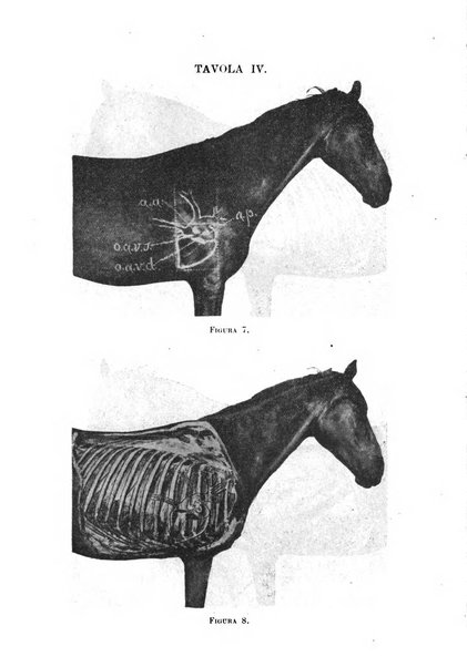 Archivio scientifico della Reale Società nazionale veterinaria