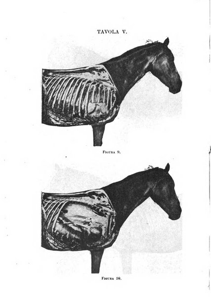 Archivio scientifico della Reale Società nazionale veterinaria