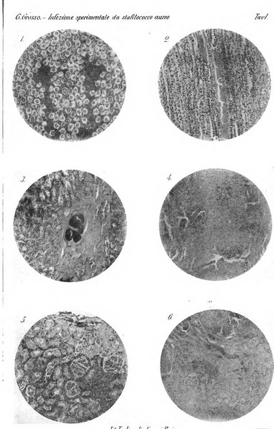 Archivio scientifico di medicina veterinaria