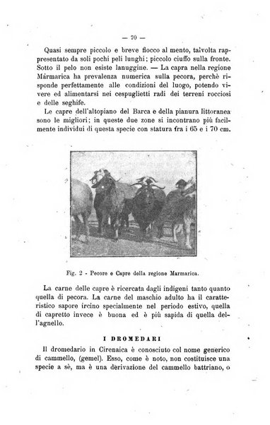 Archivio scientifico di medicina veterinaria