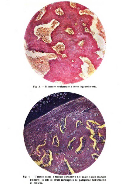 Rassegna trimestrale di odontoiatria