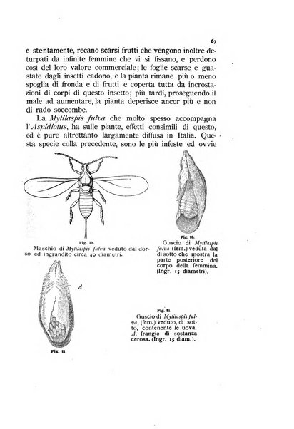 Rivista di patologia vegetale