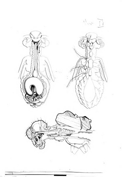 Rivista di patologia vegetale