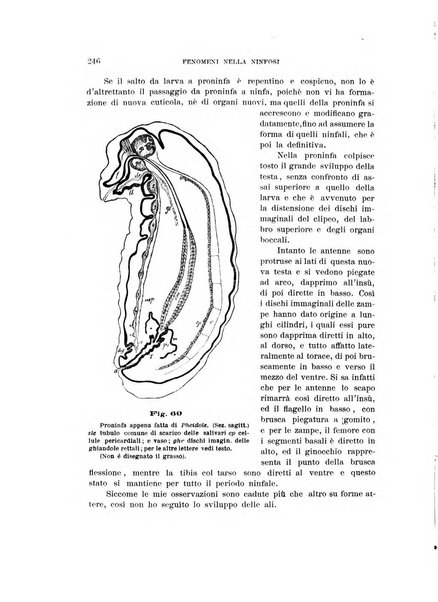 Rivista di patologia vegetale