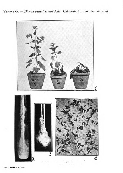 Rivista di patologia vegetale