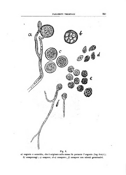 Rivista di patologia vegetale