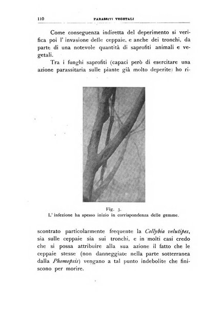 Rivista di patologia vegetale