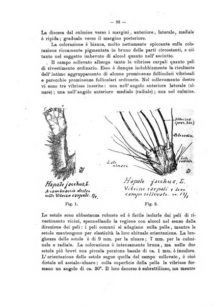 Giornale per la morfologia dell'uomo e dei primati