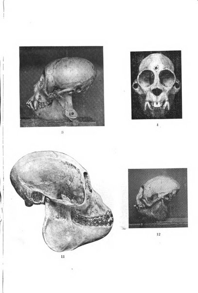 Giornale per la morfologia dell'uomo e dei primati