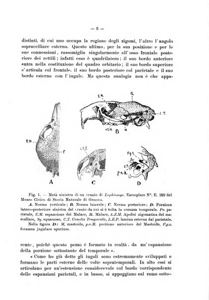 Giornale per la morfologia dell'uomo e dei primati